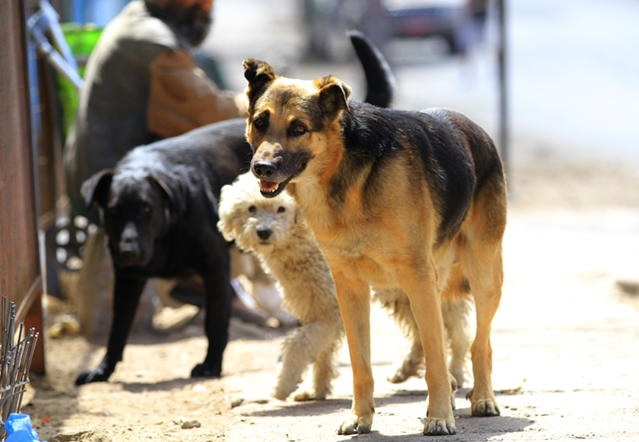 ANIMALES COMPAÑIA.jpg